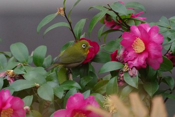 Warbling White-eye 檜町公園(東京ミッドタウン) Sat, 12/31/2022