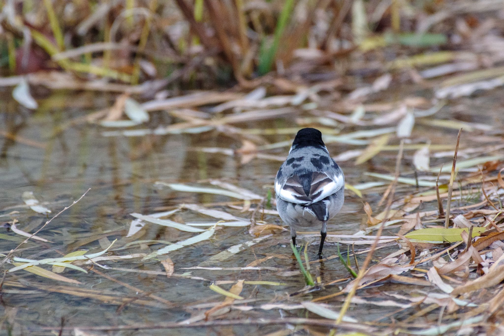 White Wagtail