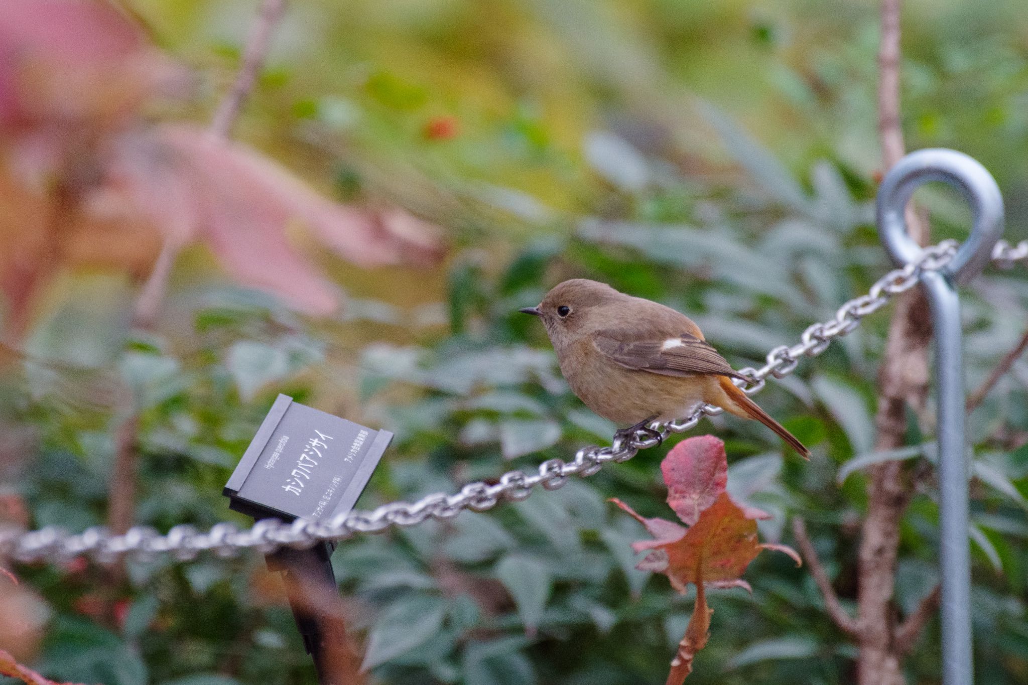 Daurian Redstart