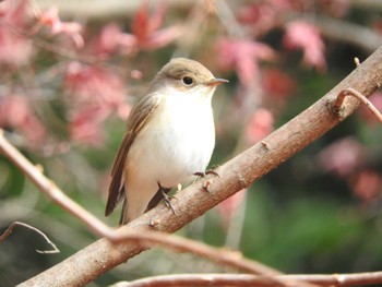 Red-breasted Flycatcher 鎌ケ谷市 Sat, 12/31/2022