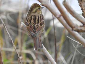 Masked Bunting 鎌ケ谷市 Sat, 12/31/2022