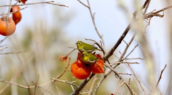 Warbling White-eye Arima Fuji Park Sat, 12/31/2022