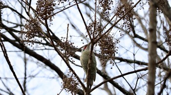 Japanese Green Woodpecker Arima Fuji Park Sat, 12/31/2022