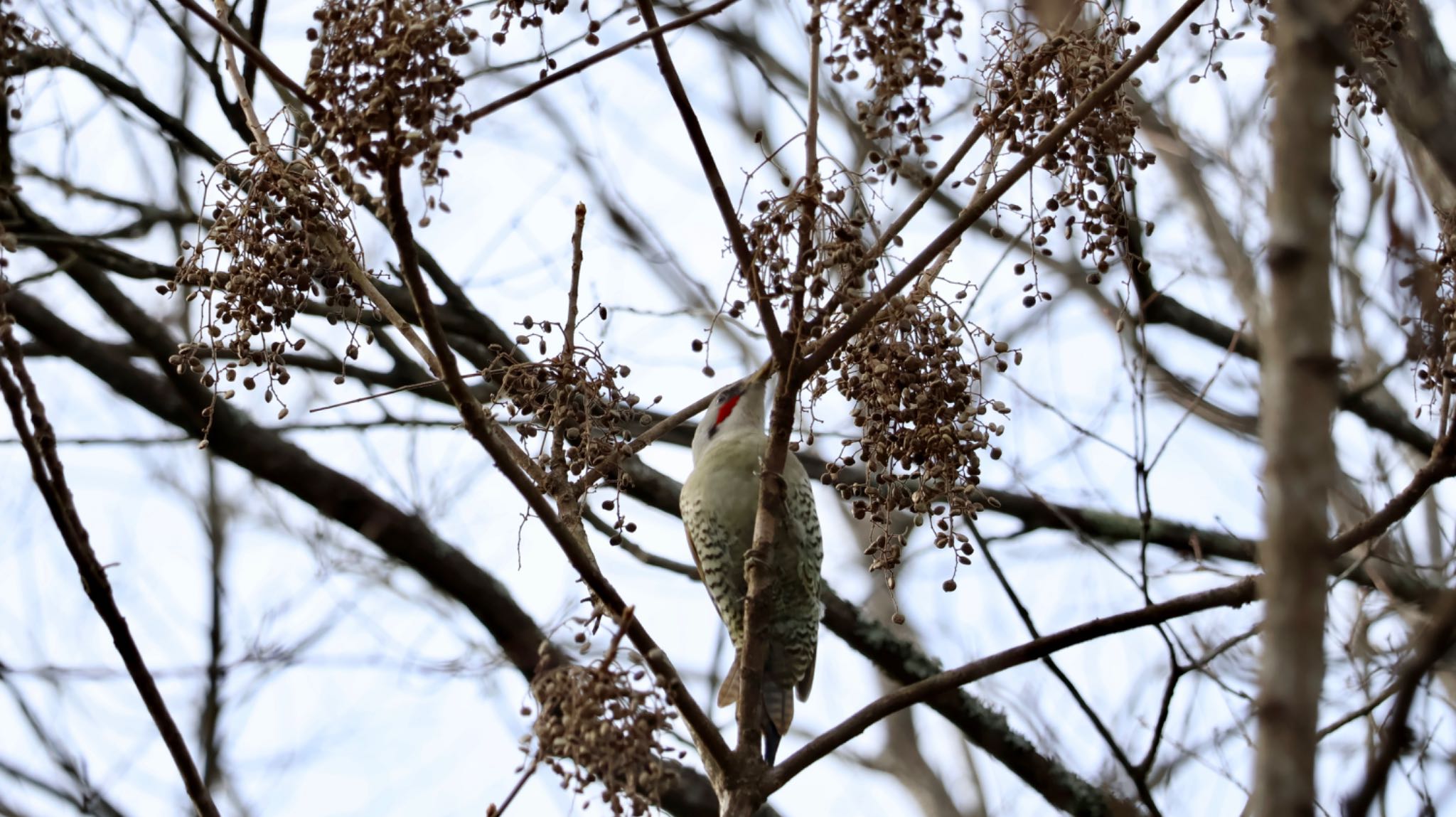 Photo of Japanese Green Woodpecker at Arima Fuji Park by 洗濯バサミ