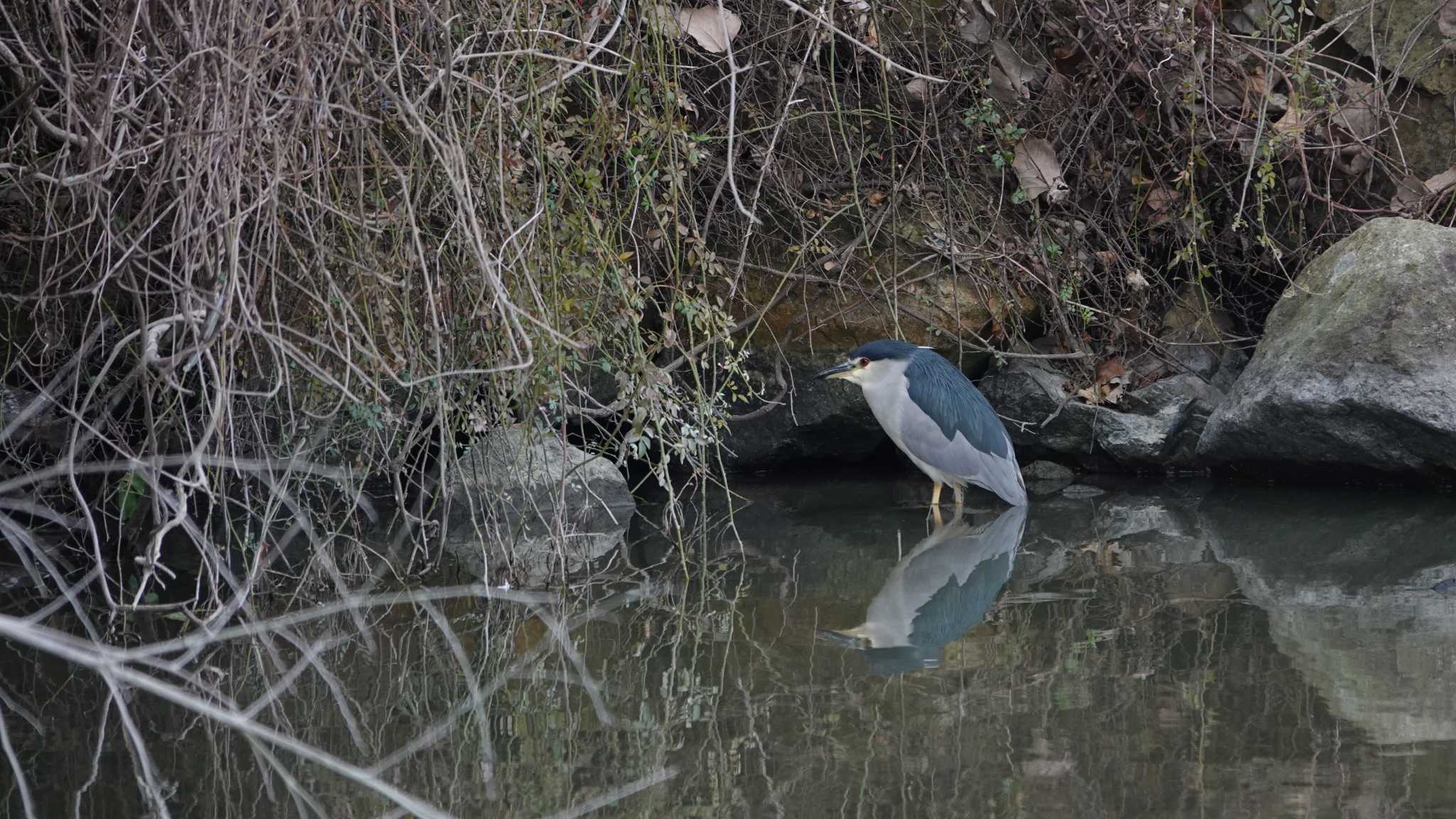 福井大池(兵庫県) ゴイサギの写真 by jun tanaka