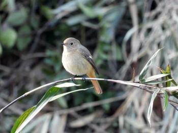 ジョウビタキ 青葉山公園 2022年12月31日(土)