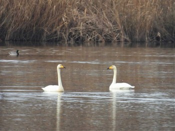 2022年12月31日(土) 芝川第一調節池(芝川貯水池)の野鳥観察記録