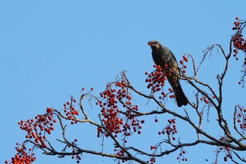 ヒヨドリ 泉の森公園 2022年12月31日(土)