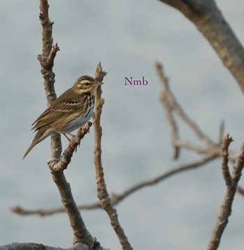 Olive-backed Pipit Unknown Spots Unknown Date