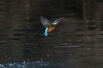 カワセミ 香川県 撮影日未設定