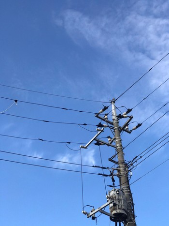 2022年12月31日(土) 船橋法典の野鳥観察記録