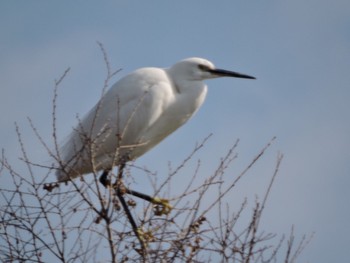 Little Egret Osaka Tsurumi Ryokuchi Sat, 12/31/2022