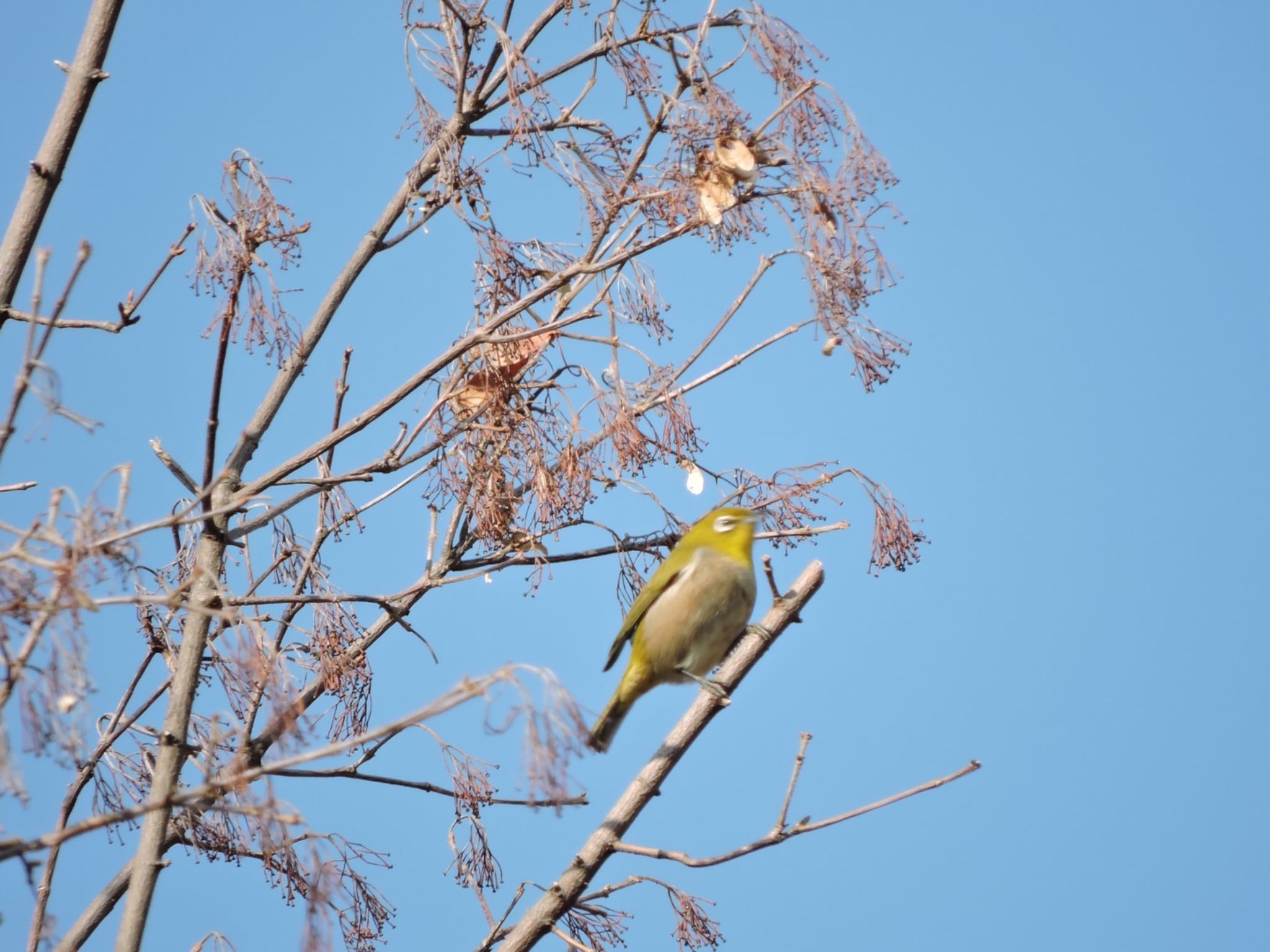 Photo of Warbling White-eye at Osaka Tsurumi Ryokuchi by 鉄腕よっしー