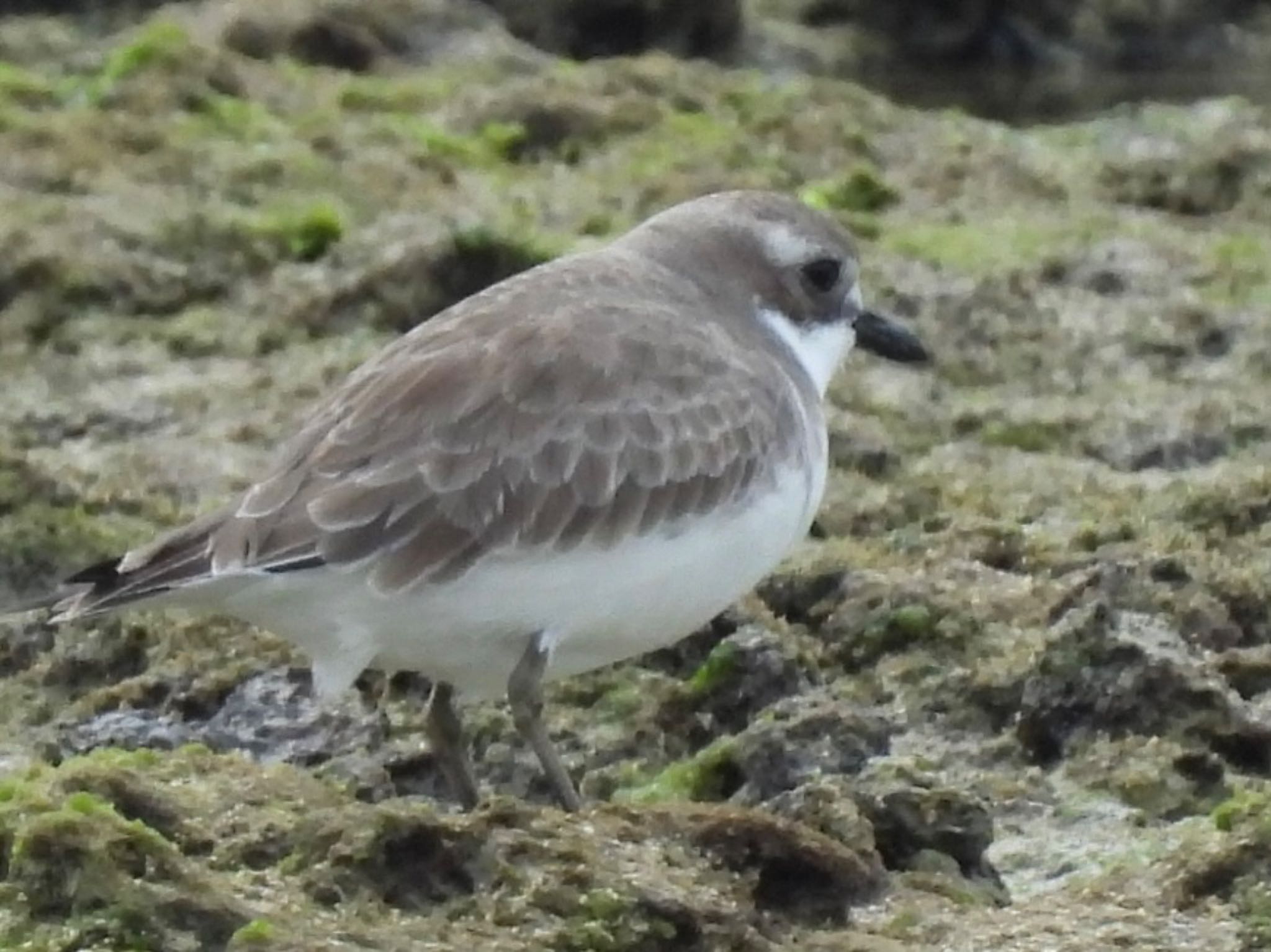 Photo of Greater Sand Plover at Ishigaki Island by ツピ太郎