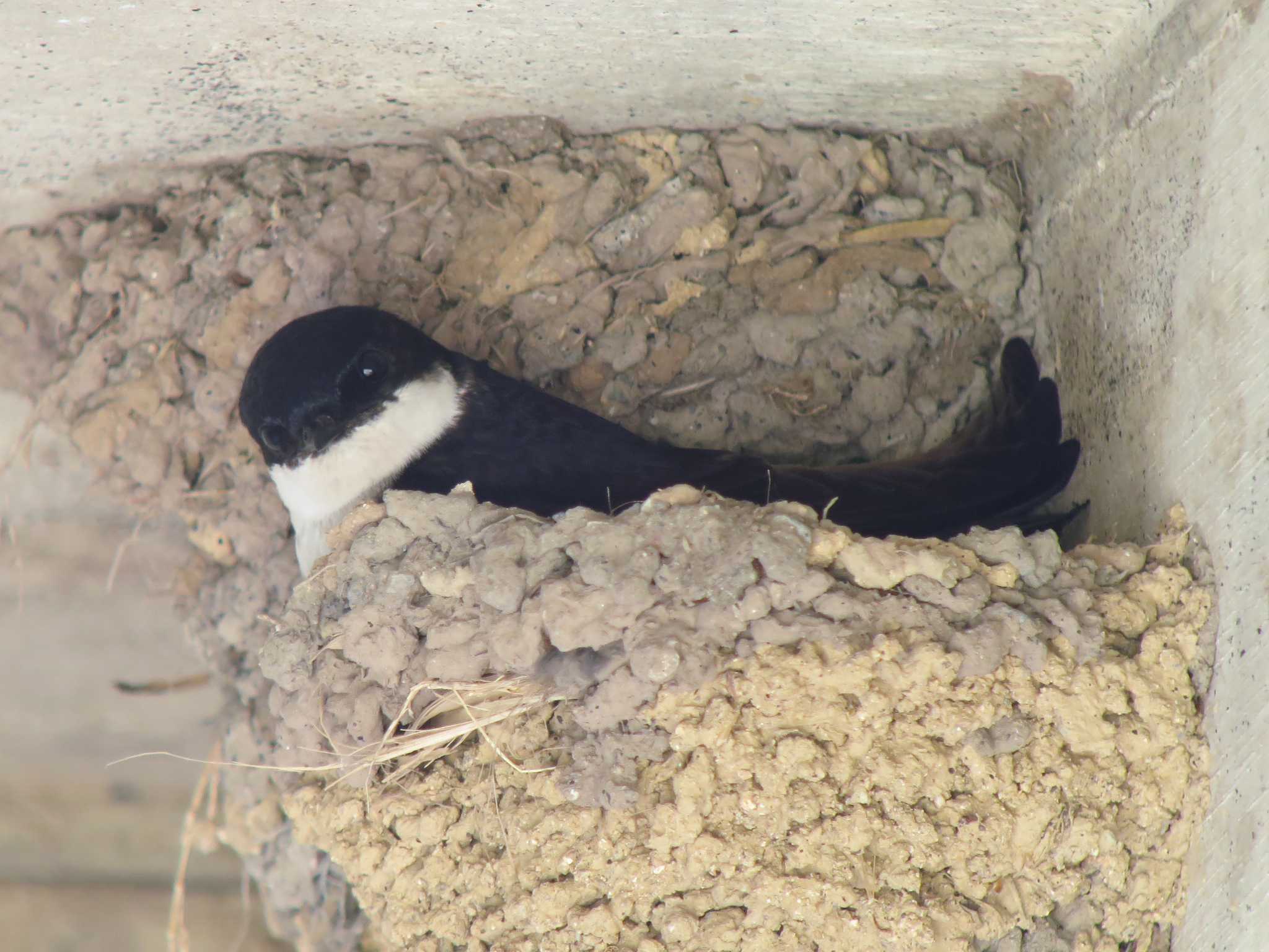 Photo of Asian House Martin at  by みっちー