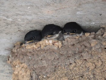 Asian House Martin Unknown Spots Fri, 6/10/2016