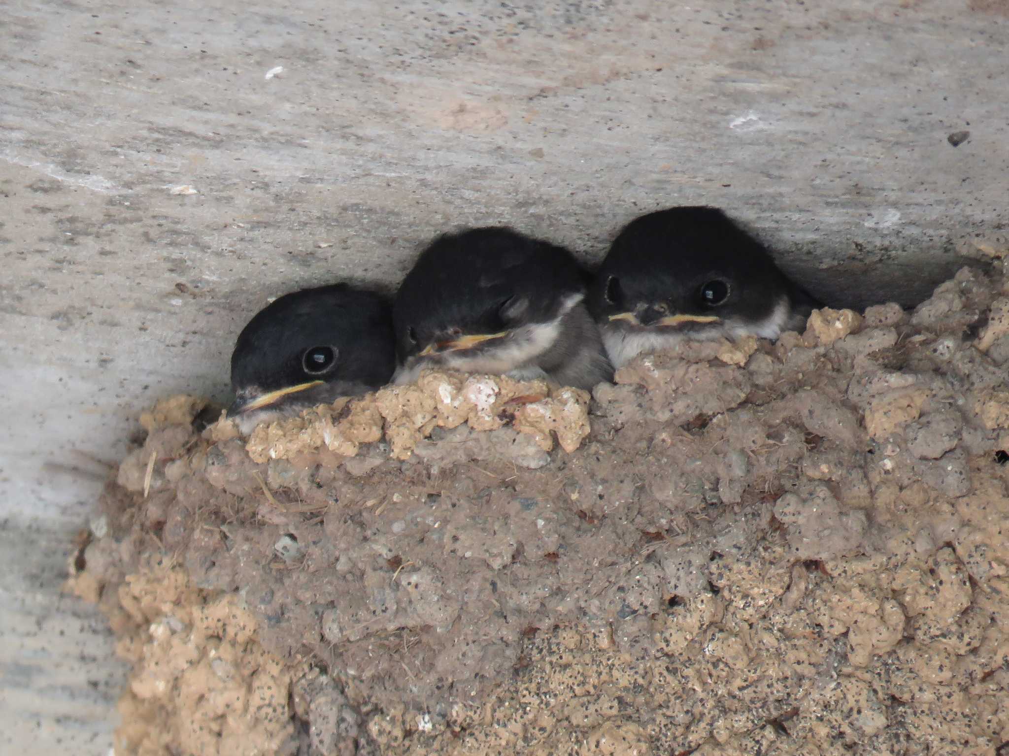 Photo of Asian House Martin at  by みっちー