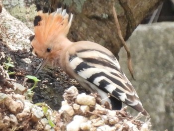 Sat, 12/31/2022 Birding report at Ishigaki Island