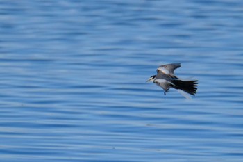 Fri, 12/30/2022 Birding report at 多々良沼