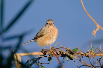 Siberian Long-tailed Rosefinch 多々良沼 Fri, 12/30/2022