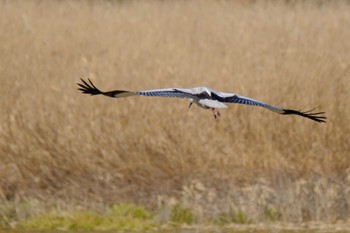 コウノトリ 多々良沼 2022年12月30日(金)