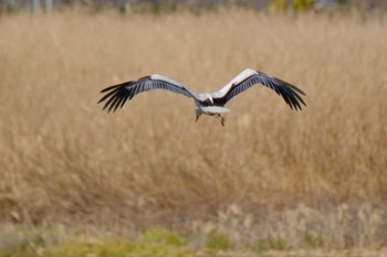 コウノトリ 多々良沼 2022年12月30日(金)