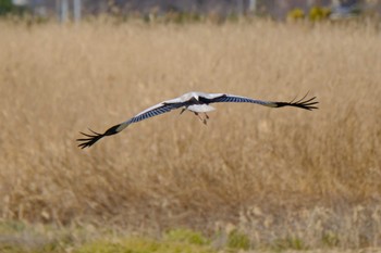 コウノトリ 多々良沼 2022年12月30日(金)