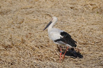 Oriental Stork 多々良沼 Fri, 12/30/2022