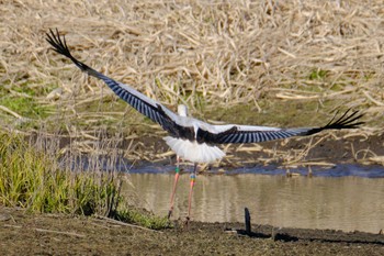 コウノトリ 多々良沼 2022年12月30日(金)