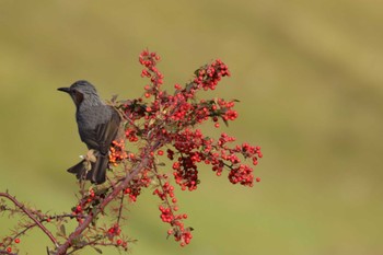 2022年12月31日(土) 新川桜堤の野鳥観察記録