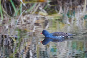 バン 泉の森公園 2022年12月31日(土)