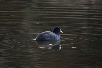 オオバン 泉の森公園 2022年12月31日(土)