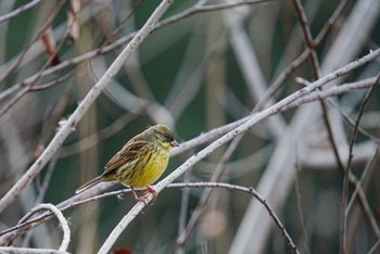 アオジ 泉の森公園 2022年12月31日(土)