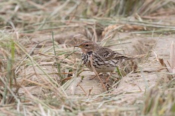 ムネアカタヒバリ 石垣島 2022年12月27日(火)