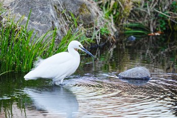 コサギ 泉の森公園 2022年12月27日(火)