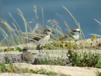 Kentish Plover Unknown Spots Sun, 6/26/2016