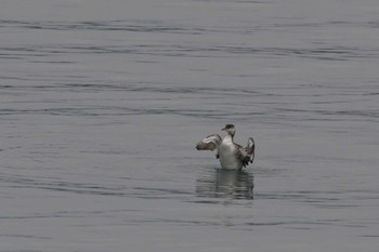 Red-necked Grebe 志津川湾 Fri, 12/30/2022