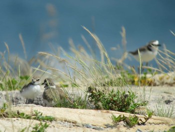 Kentish Plover Unknown Spots Sun, 6/26/2016