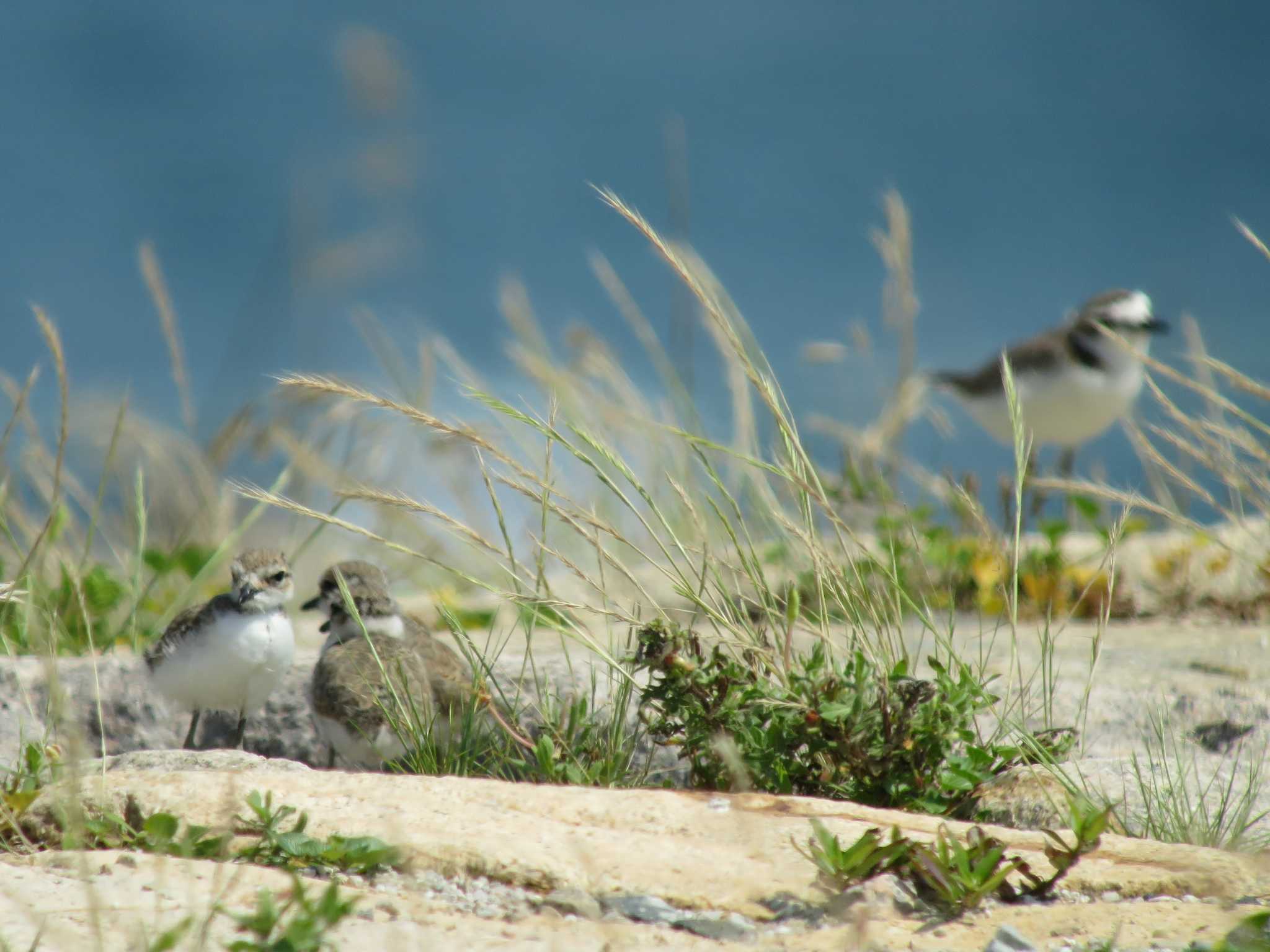 Photo of Kentish Plover at  by みっちー