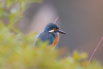 カワセミ こども自然公園 (大池公園/横浜市) 2022年12月31日(土)