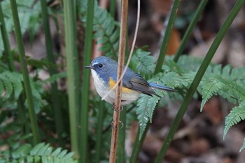 2022年12月31日(土) こども自然公園 (大池公園/横浜市)の野鳥観察記録