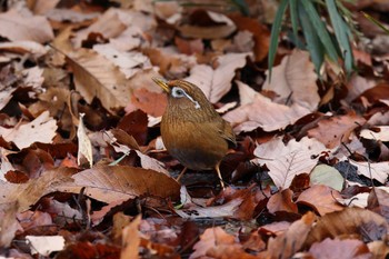 ガビチョウ こども自然公園 (大池公園/横浜市) 2022年12月31日(土)