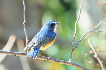 2022年12月24日(土) 北本自然観察公園の野鳥観察記録