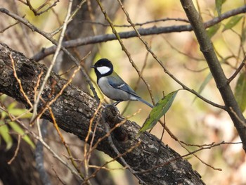 シジュウカラ 鶴ヶ谷中央公園 宮城県仙台市宮城野区 2022年11月26日(土)