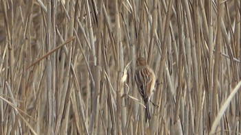 Common Reed Bunting 三滝川 Fri, 12/30/2022