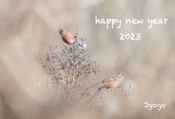 Siberian Long-tailed Rosefinch Watarase Yusuichi (Wetland) Wed, 12/28/2022
