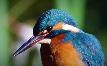 カワセミ 薬師池公園 2023年1月1日(日)