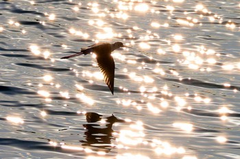 2022年12月31日(土) 土留木川河口(東海市)の野鳥観察記録