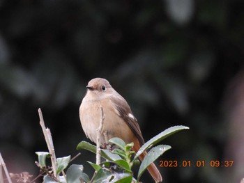 Daurian Redstart 月見の森(岐阜県) Sun, 1/1/2023