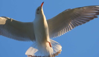 Black-headed Gull 鈴鹿青少年の森(三重県) Sun, 1/1/2023